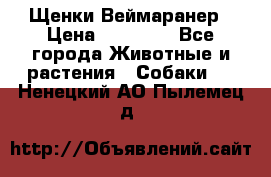 Щенки Веймаранер › Цена ­ 40 000 - Все города Животные и растения » Собаки   . Ненецкий АО,Пылемец д.